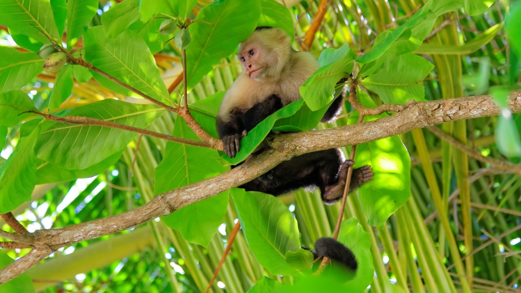 08 - Manuel Antonio NP (18).jpg